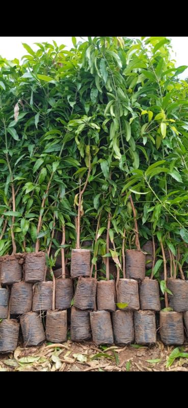 desi mango plants for grafting