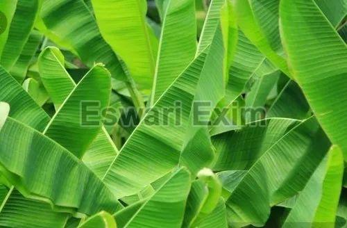 Banana Leaf (C-Box)