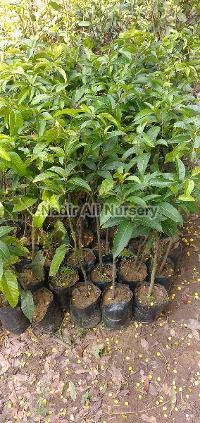All Time Mango Plant