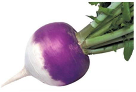 Fresh Purple Turnip