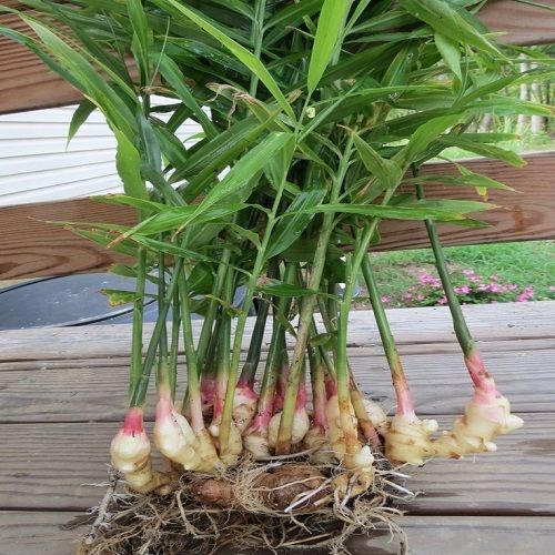 Ginger Plant