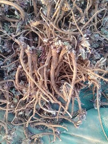 Dried Akarkara Roots