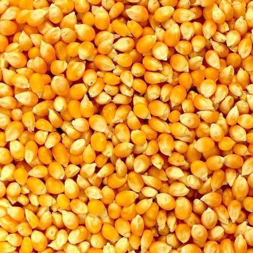 yellow maize
