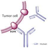 Panitumumab Solution for Intravenous Infusion