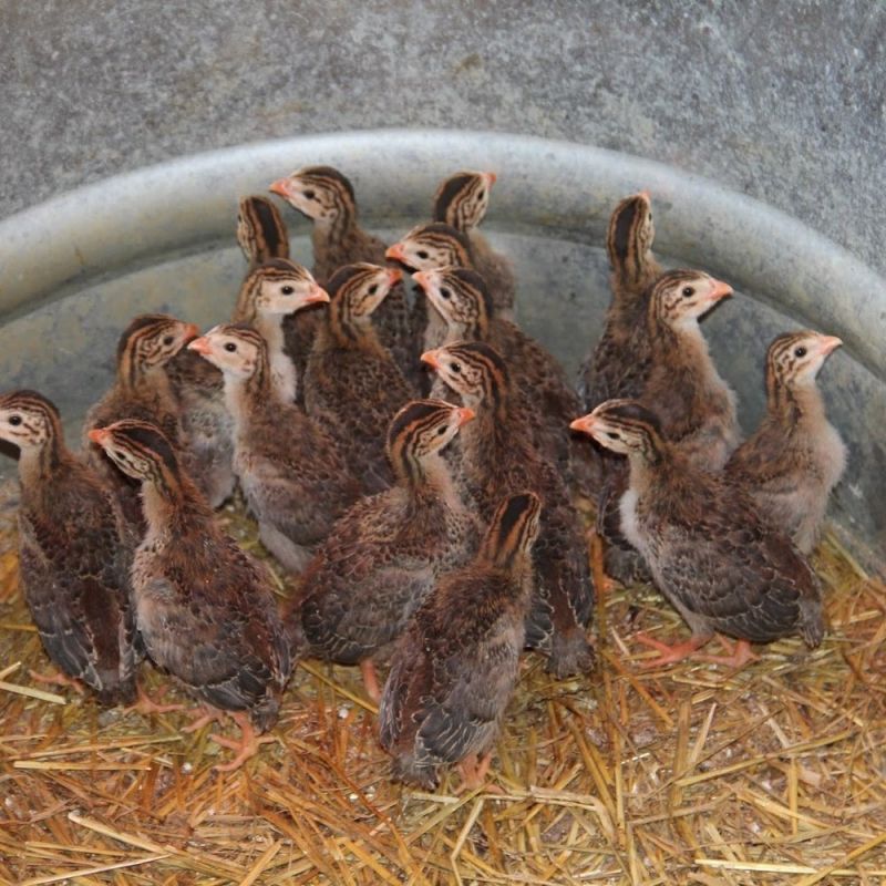 Guinea Fowl Chicks