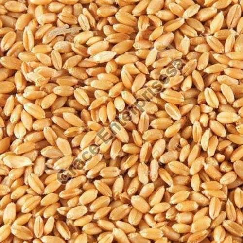 Hybrid Wheat Seeds