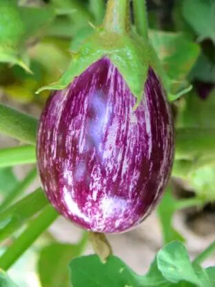 Brinjal Seeds