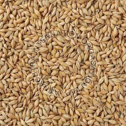 Cattle Feed Barley