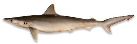 Milk Shark Fish