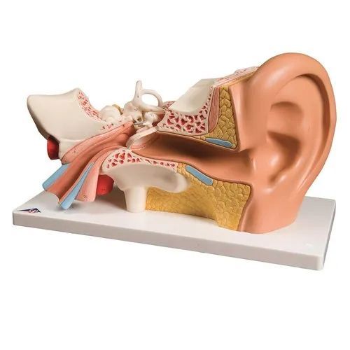 Human Ear Model