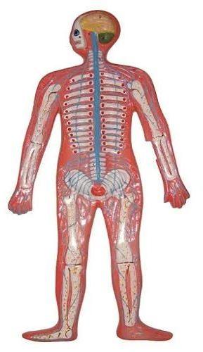 Human Nervous System Model