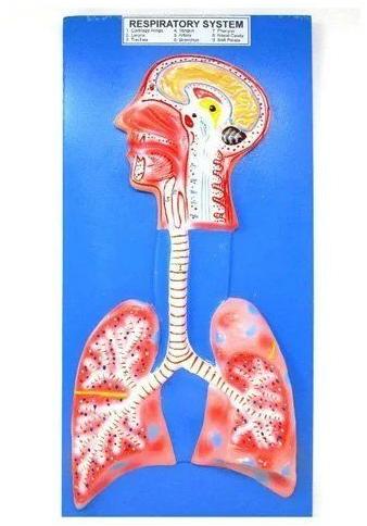 human respiratory system model