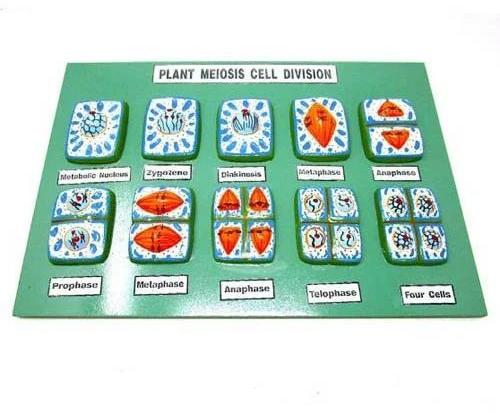 Plant Meiosis Cell Division
