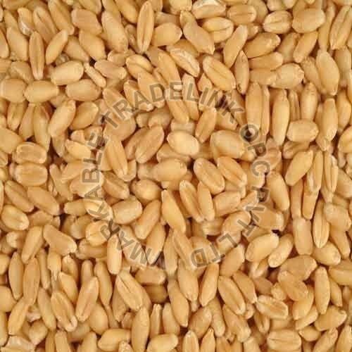 Organic RJ -1482 Wheat Seeds