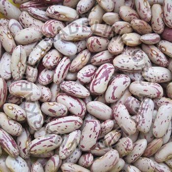 Organic Speckled Kidney Beans