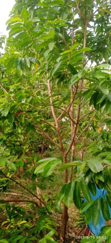 Fresh Soursop Leaves