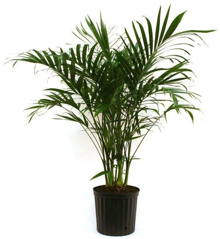 Areca Palm Plant