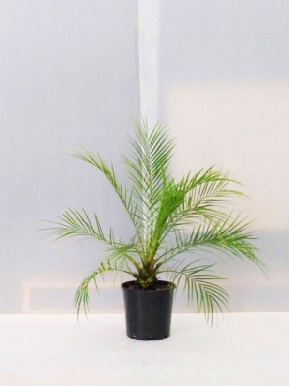 Date Palm Plant