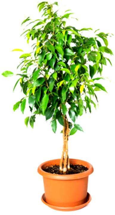 Ficus Benjamina Plant