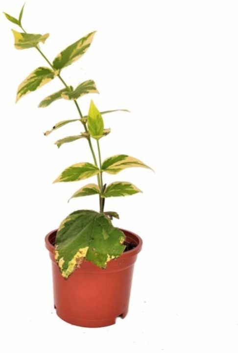 Harsingar Plant