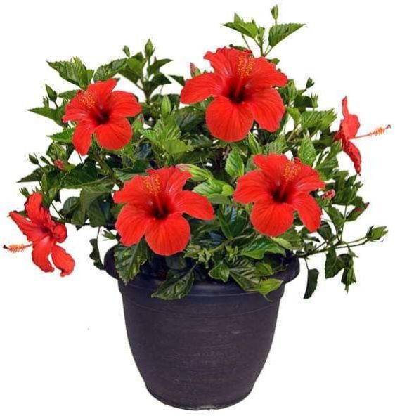 Hibiscus Plant