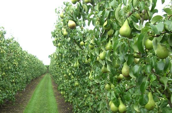 Indian Pear Plant