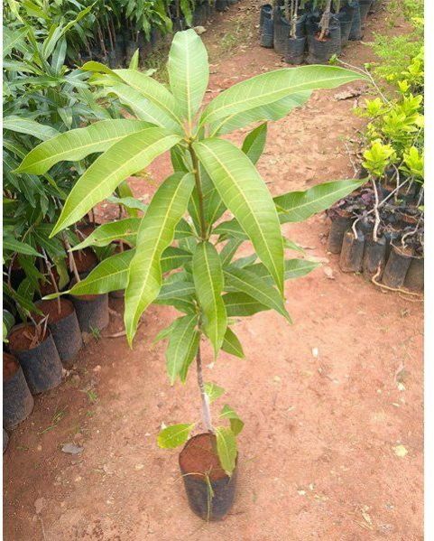 Mango Plant