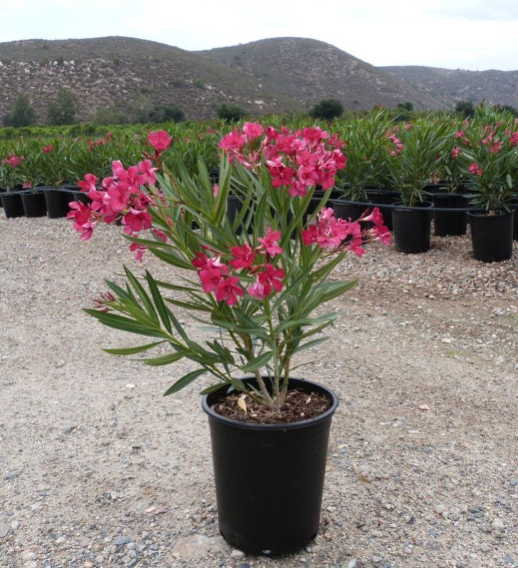 Nerium Oleander Plant