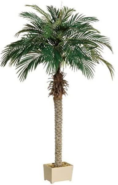 palm tree