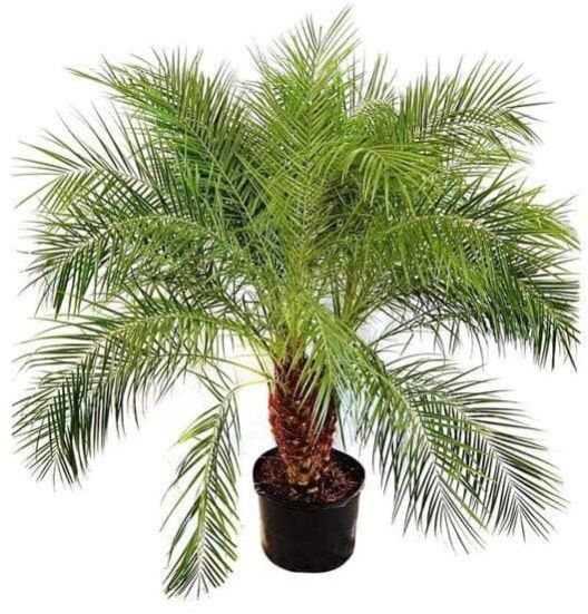 Phoenix Palm Plant