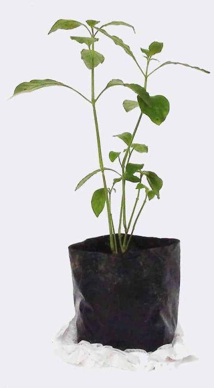 Sukh Shanti Plant