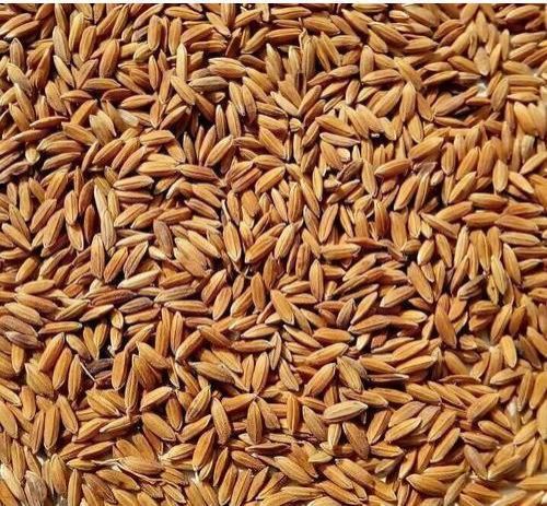 Mtu7029(swarna paddy)