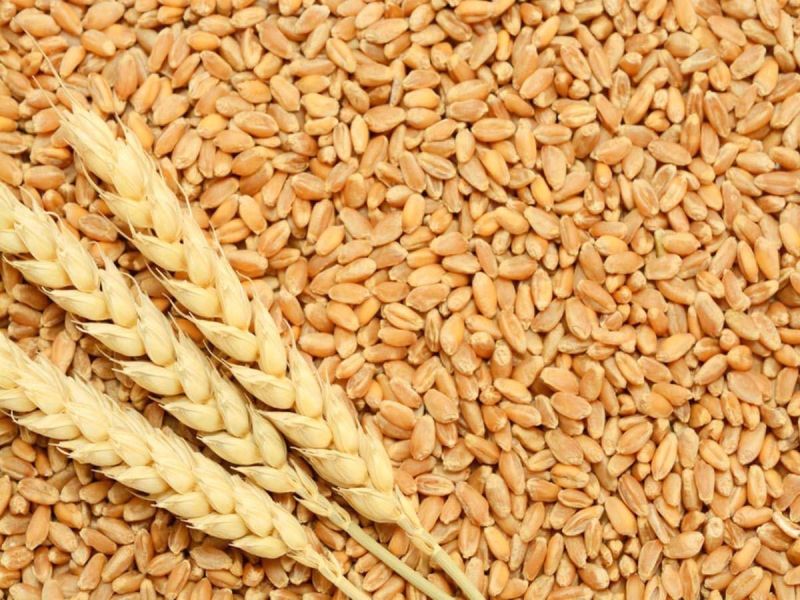 Wheat seeds