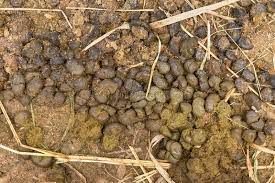 Dry Donkey Dung