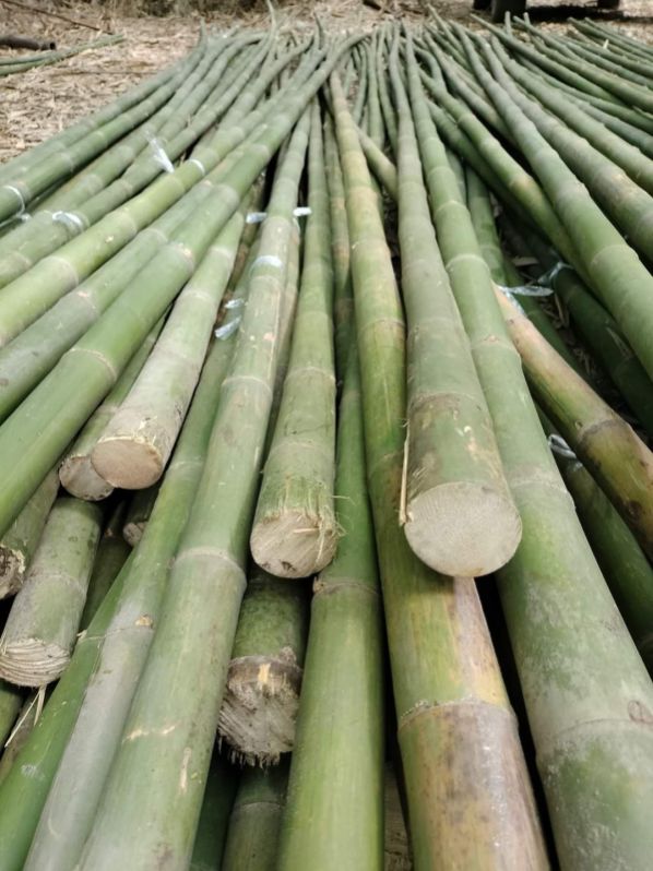 Dendrocalamus strictus ( solid bamboo)