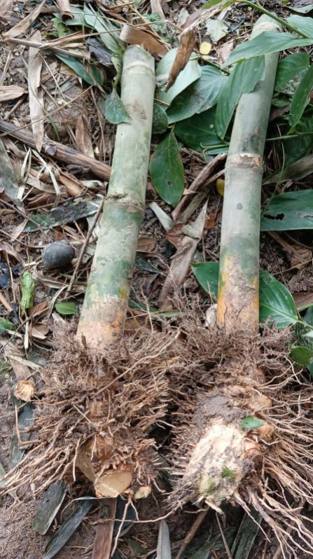 Rhizomes bamboo