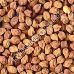 Gram Seeds