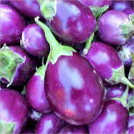 Fresh Brinjal