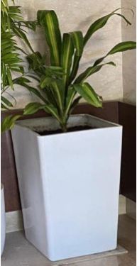 Palm FRP Planters