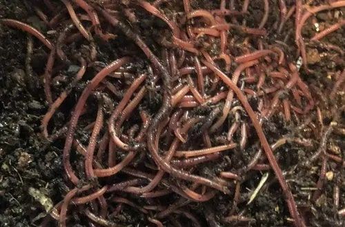 Brown Wiggler Earthworms