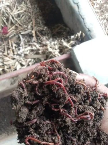 Live Earthworms