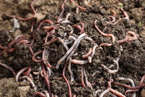Red Earthworms