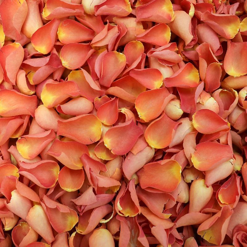 Orange Rose Petals