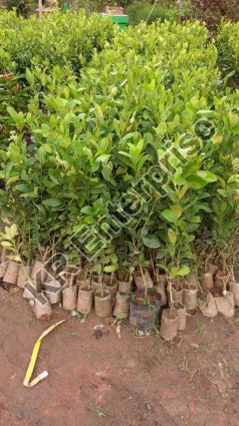 Assam Lemon Plant