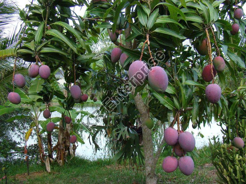 Grafted Black Mango Plant