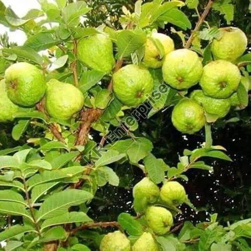 Grafted Green Guava Plant