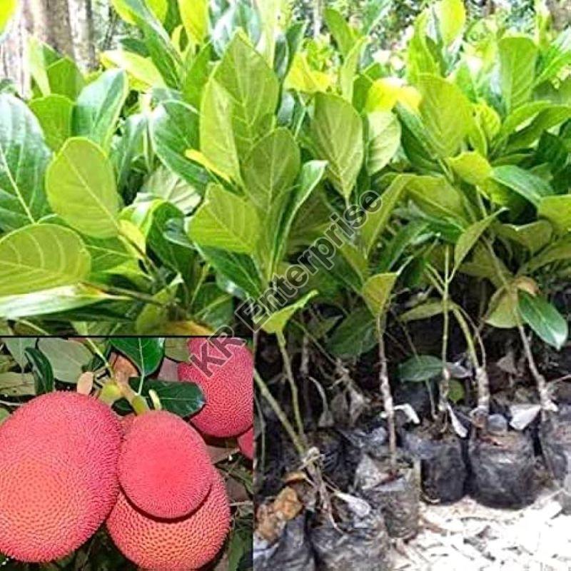 Grafted Red Jack Fruit Plant