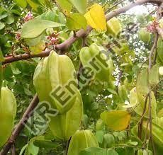 Star Fruit Plant