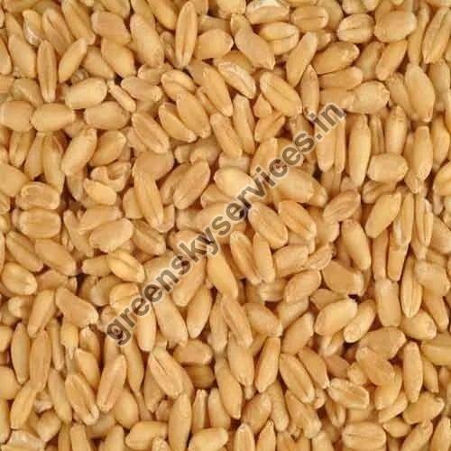 Wheat Seeds