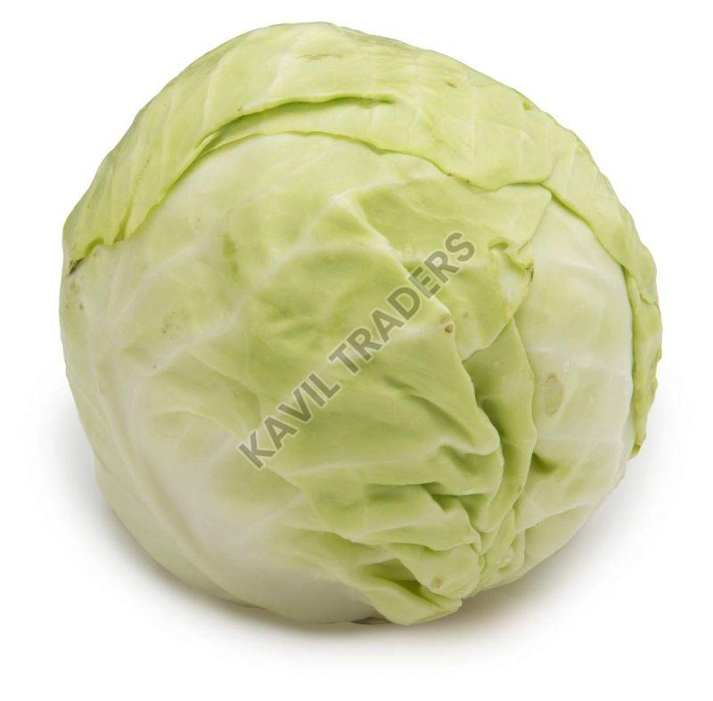 Fresh Cabbage